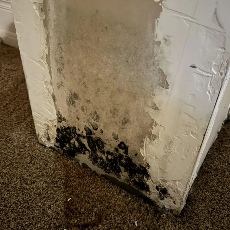 Professional Mold Removal in Attala County, MS